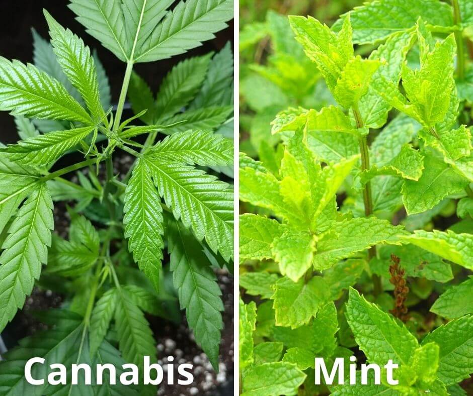 8 cannabis mint