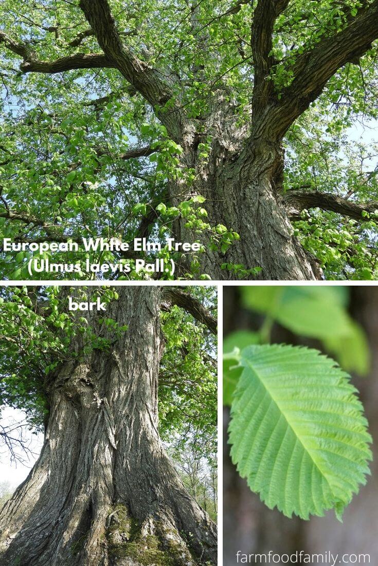 European White Elm Tree (Ulmus laevis Pall.)
