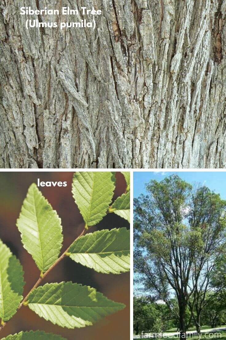 Siberian Elm Tree (Ulmus pumila)