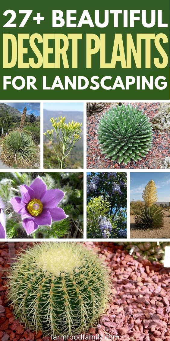 Best desert plants to use for your landscaping