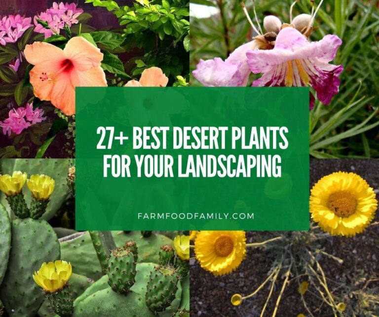 27 Desert Plants With Names and Pictures (Flowering, Edible, Poisonous, and More)
