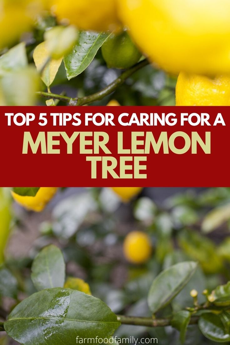best tips for caring for meyer lemon tree