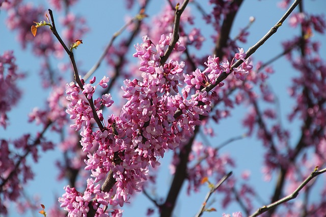 caring for redbud tree