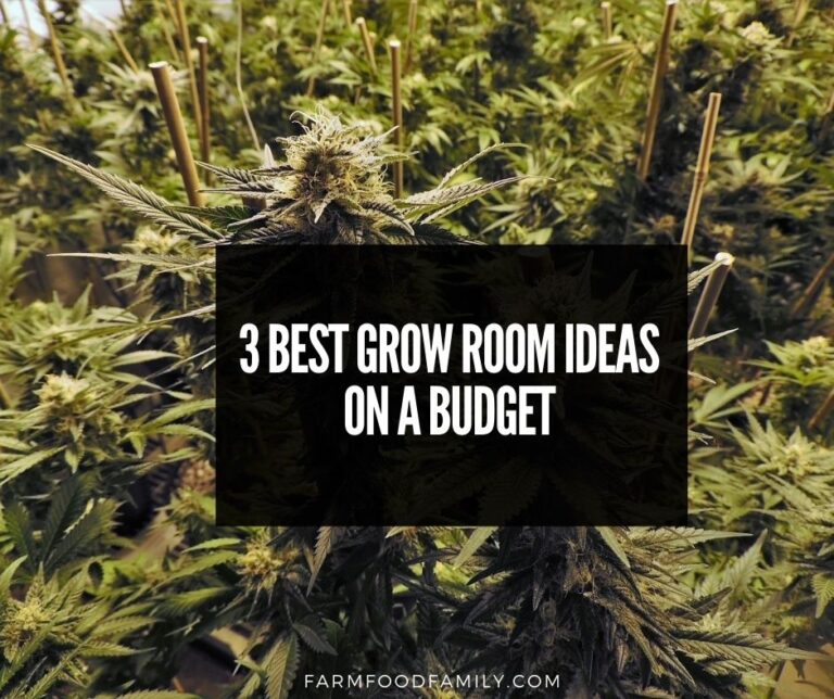 3 Grow Room Ideas On A Budget