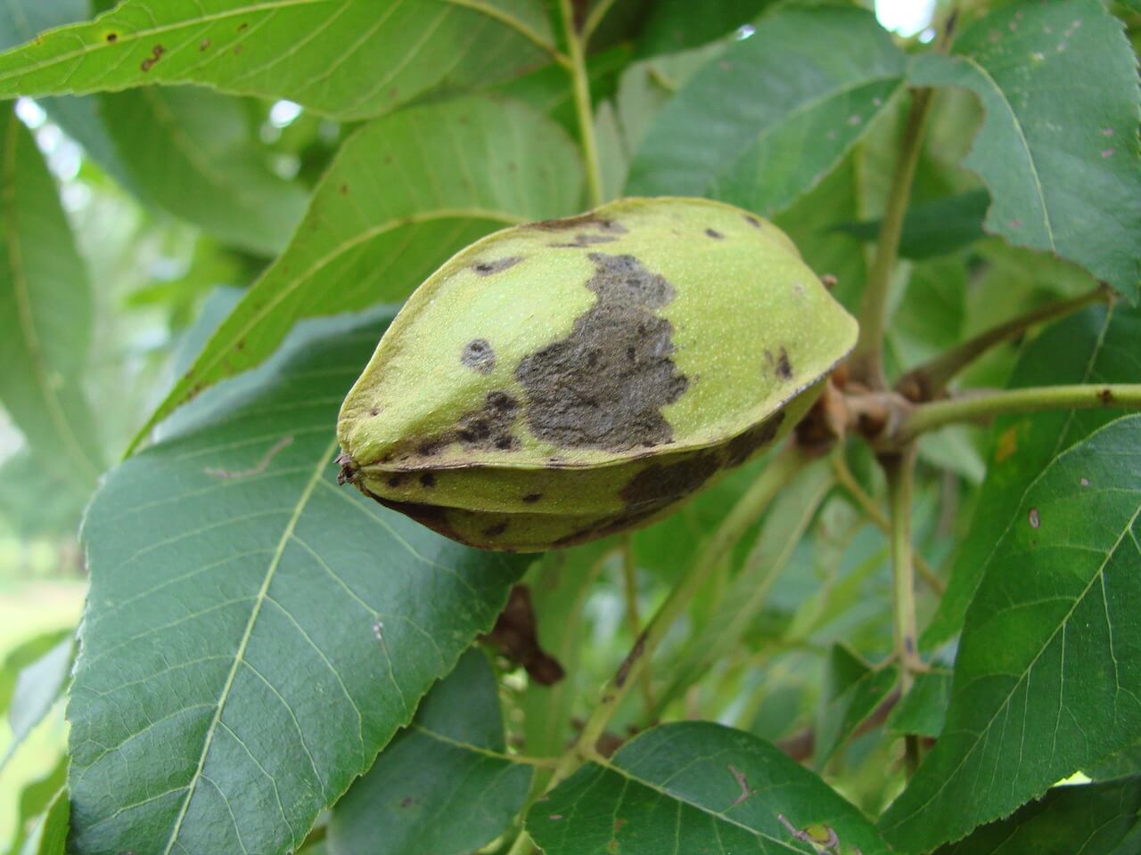 Hickory tree nuts