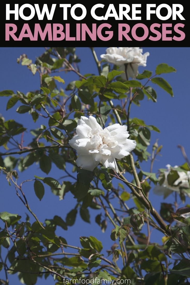 how to care for rambling roses