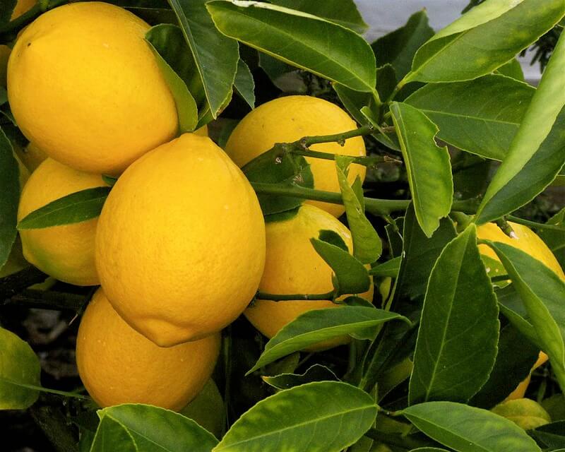 meyer lemon tree harvesting
