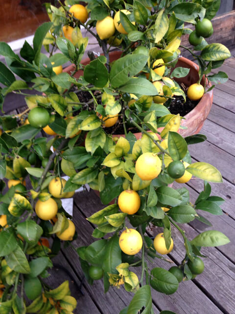 Meyer lemon tree in pots