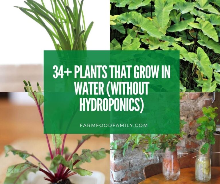 34 Best Plants That Grow In Water (Without Hydroponics)