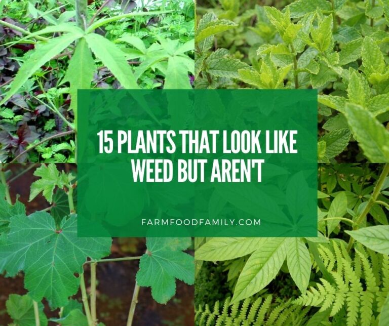 15 Plants That Look Like Weeds But Aren’t