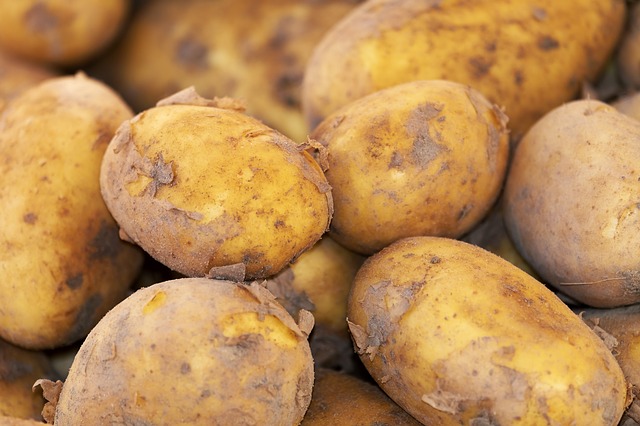 potato crops