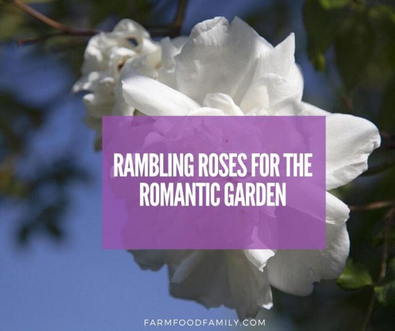 How To Grow and Care For Rambling Roses