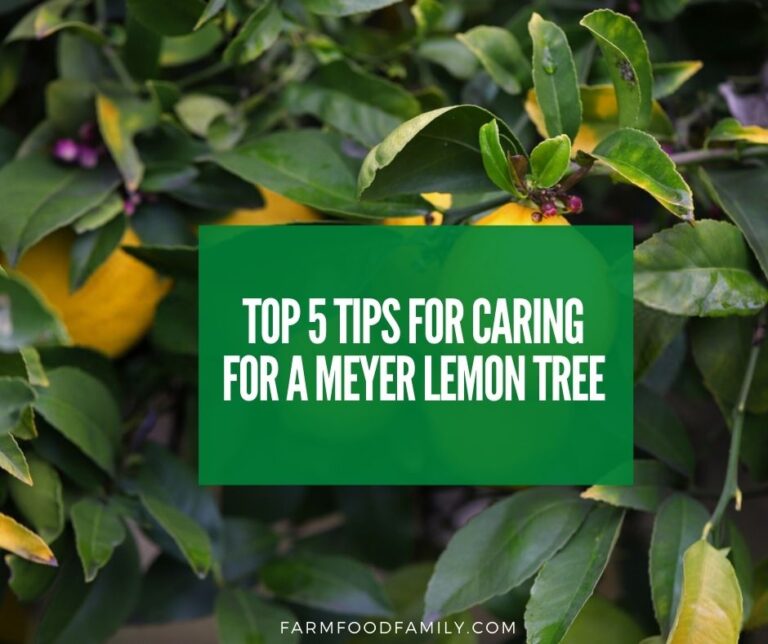 Top 5 Tips For Caring For a Meyer Lemon Tree