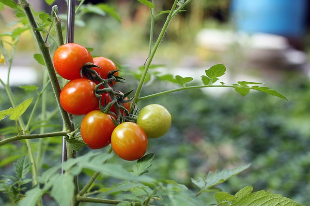 tomato nutrients