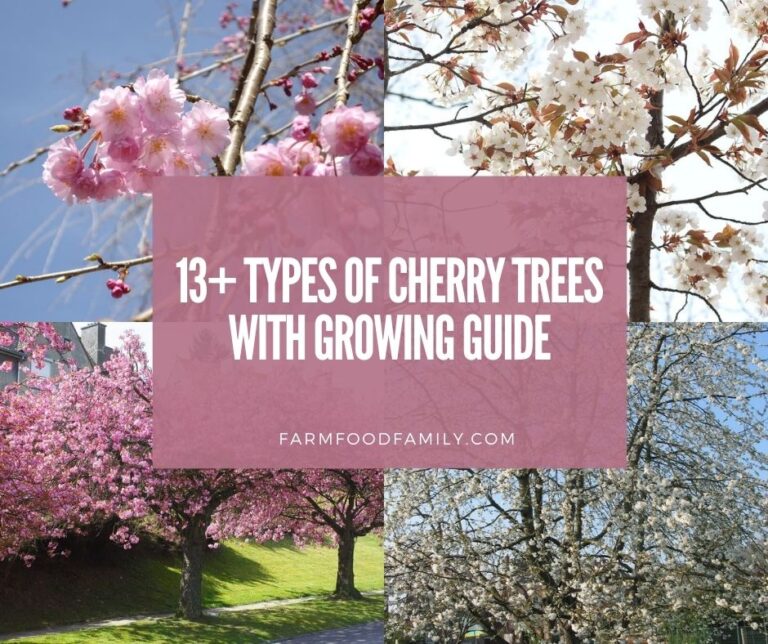 13+ Different Types Of Cherry Trees (Flowering, Fruit) With Pictures and Growing Guide