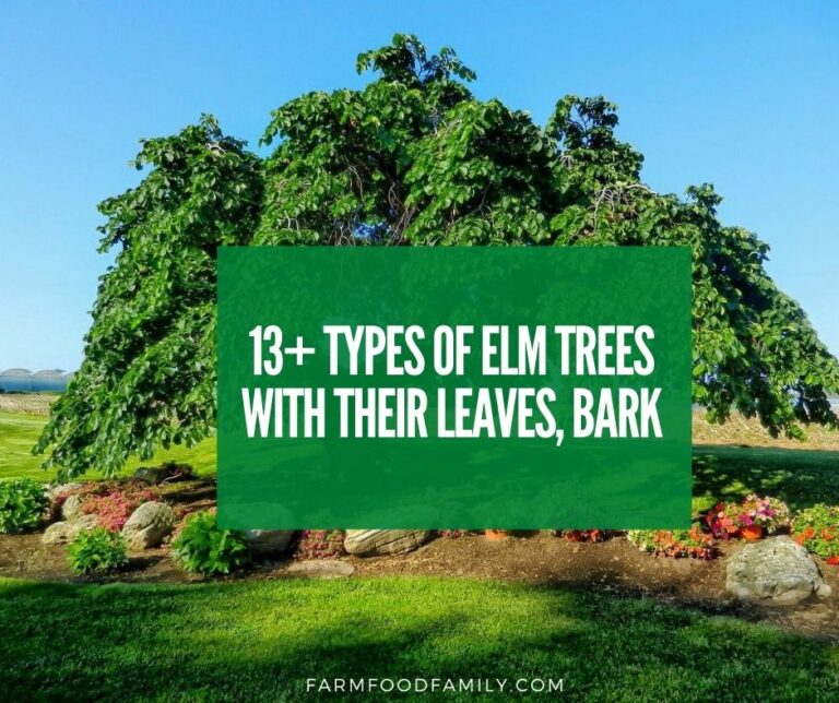 13+ Types Of Elm Trees With Their Leaves and Barks – Identification Guide