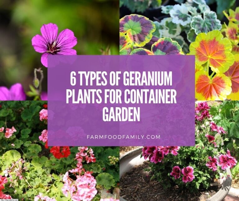 Learn the Types of Geranium Plants For Hanging Baskets