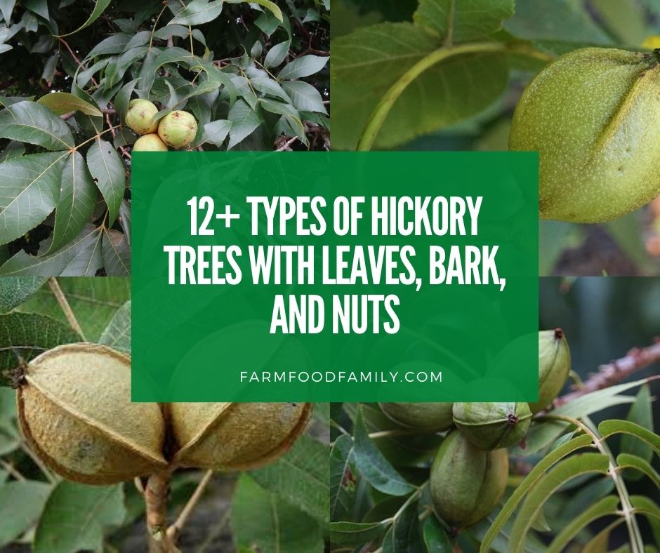 Name of fruit from hickory tree