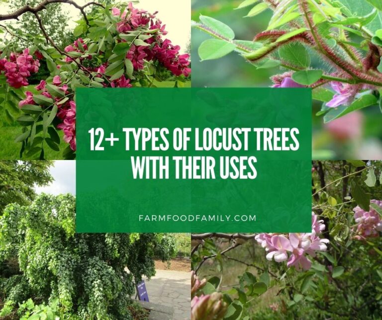 12 Different Types Of Locust Trees With Identification, Their Uses, and Pictures