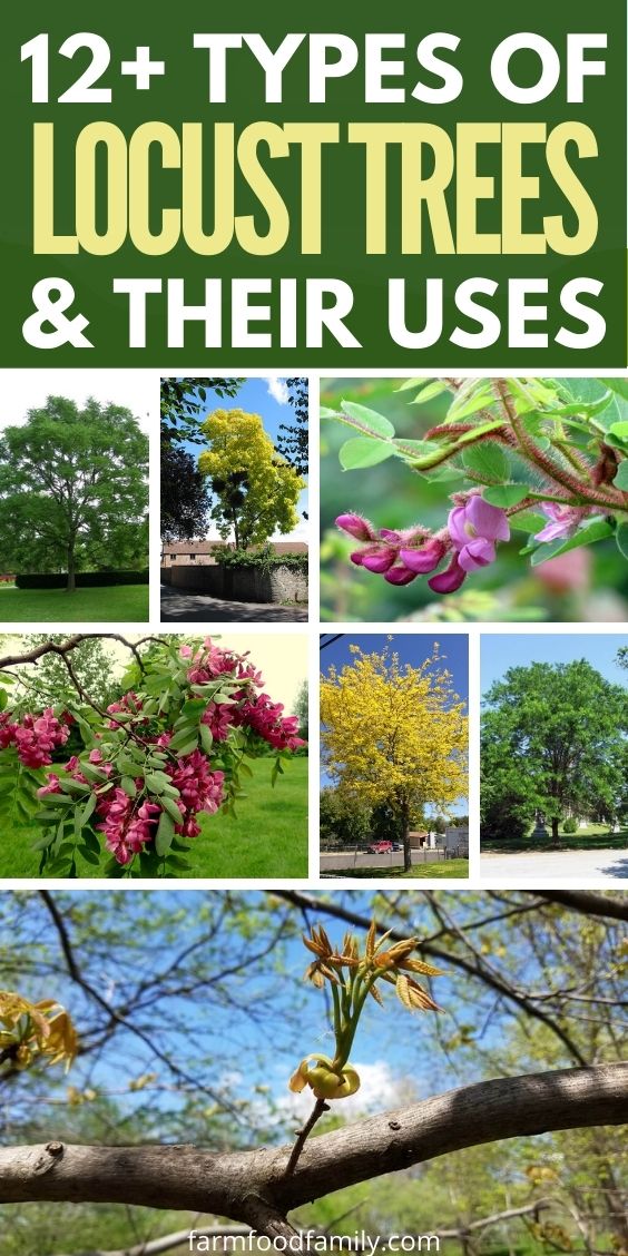 types of locust trees with names