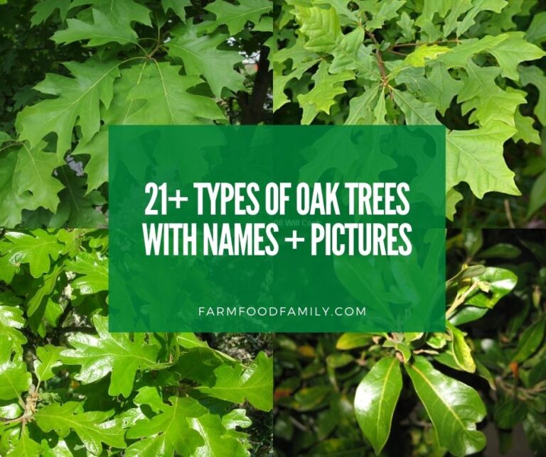 21+ Different Types Of Oak Trees With Names, Their Uses and Pictures