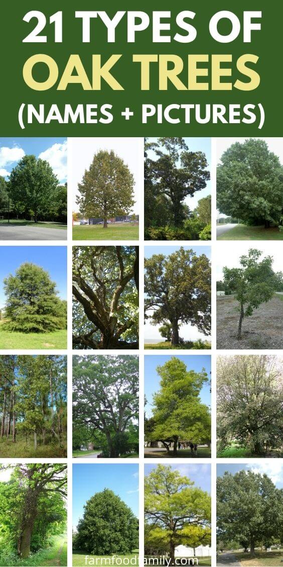 types of oak trees with names