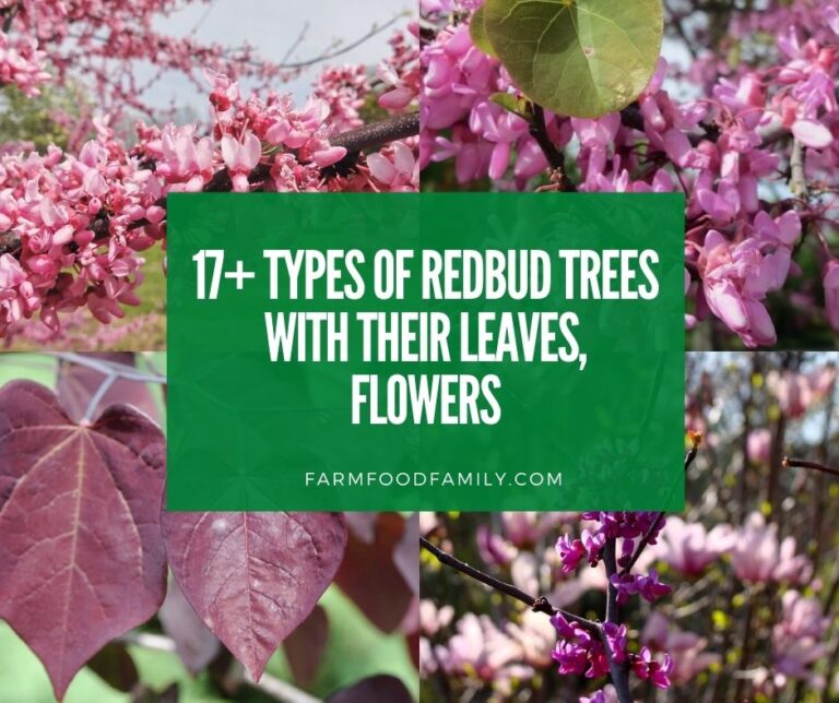 17+ Types Of RedBud Trees With Their Leaves and Flowers