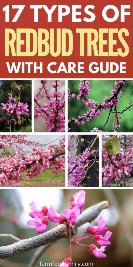 Types of redbud trees with pictures