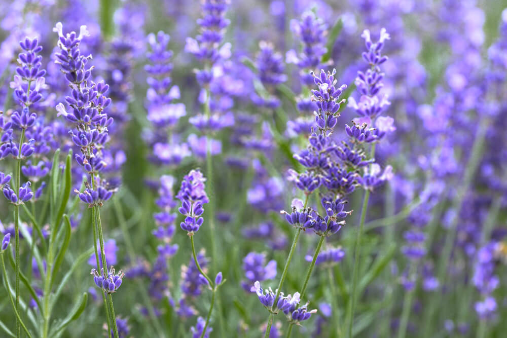 Provence (Lavandula x intermedia 'Provence')
