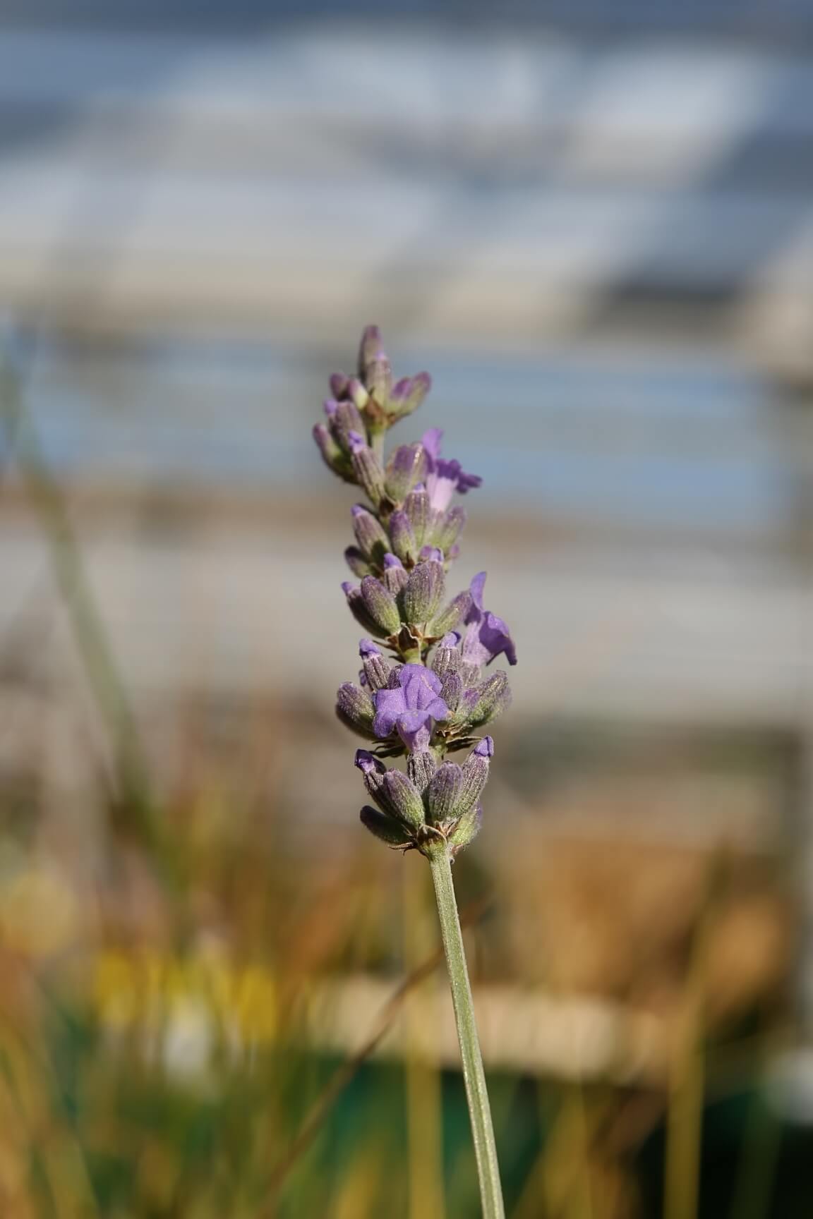 Seal (Lavandula x intermedia 'Seal')