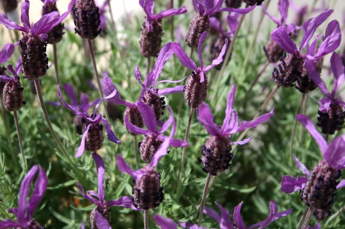 Anouk (Lavandula Stoechas 'Anouk')