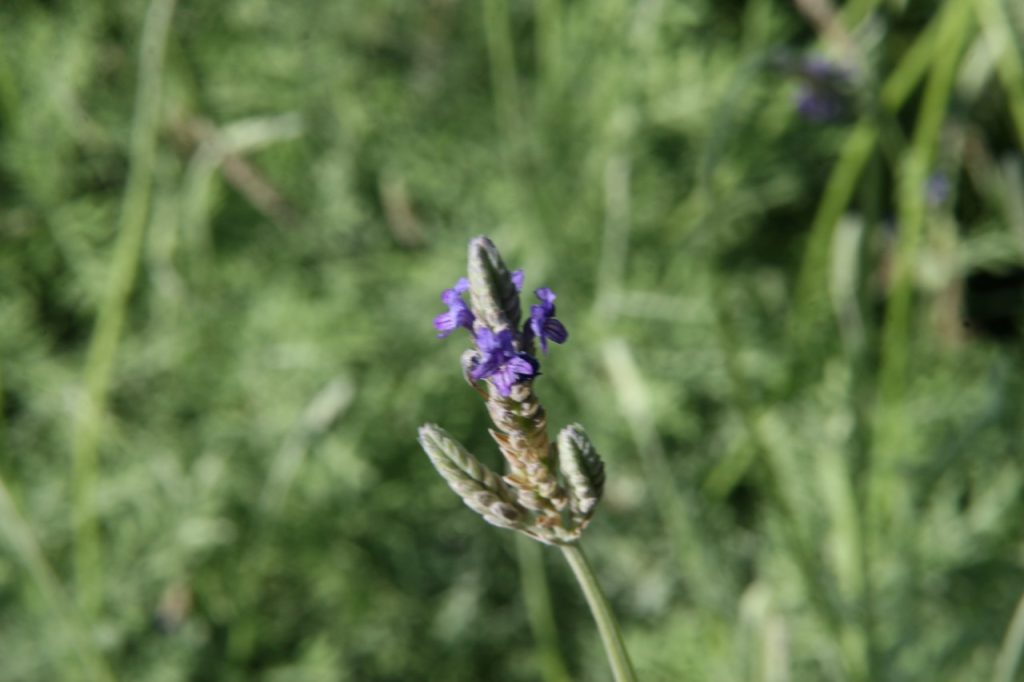 Egyptian Lavender (Lavandula Multifida)