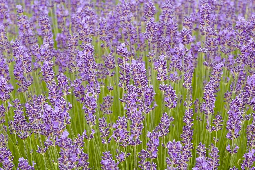Dwarf Lavender