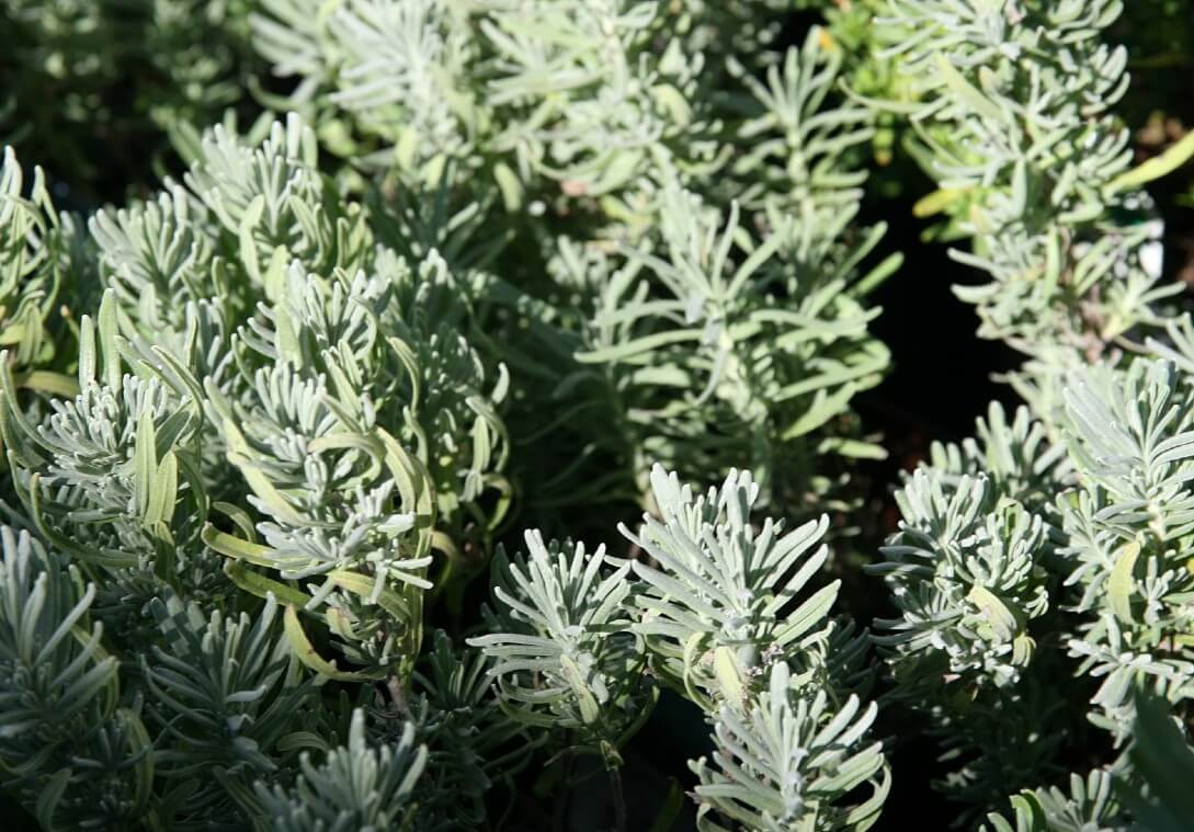 Lavenite Petite (Lavandula angustifolia 'Lavenite Petite')