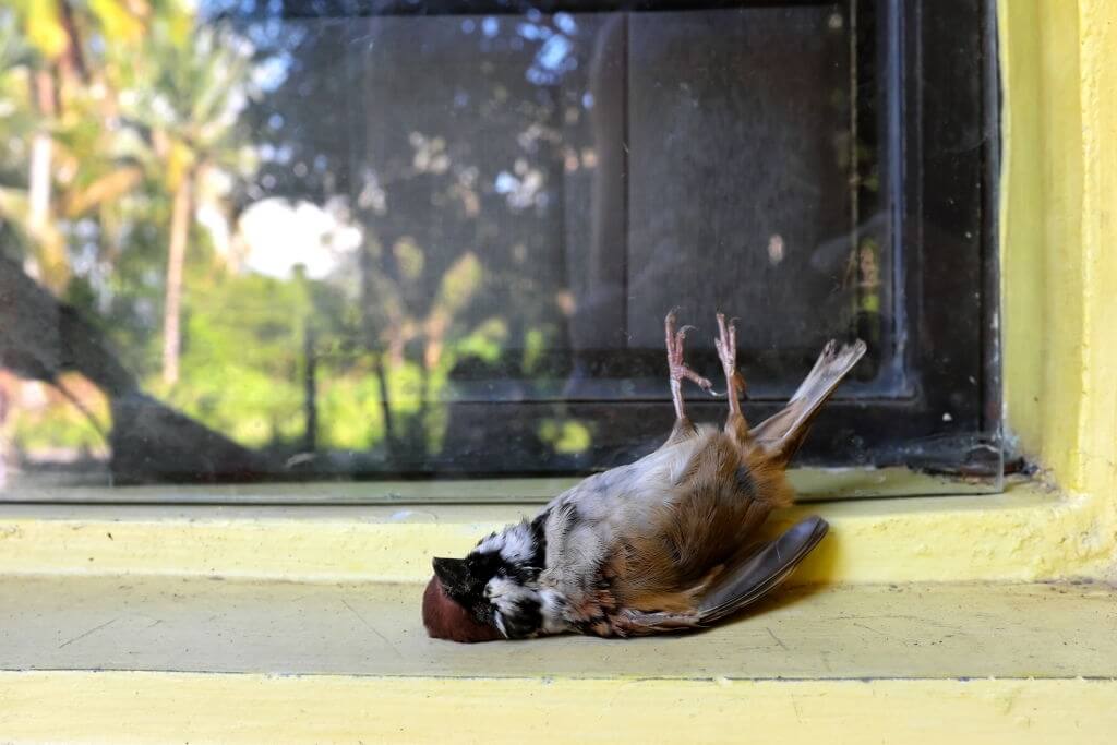 bird die when hit window
