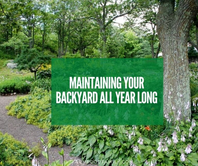 Maintaining Your Backyard All Year Long