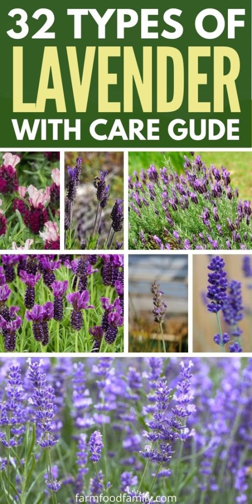 types of lavender with pictures