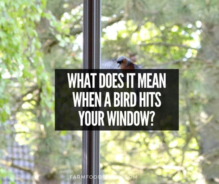 Why and When Birds Hit Windows? What Does It mean When a Bird Knocks on Window?