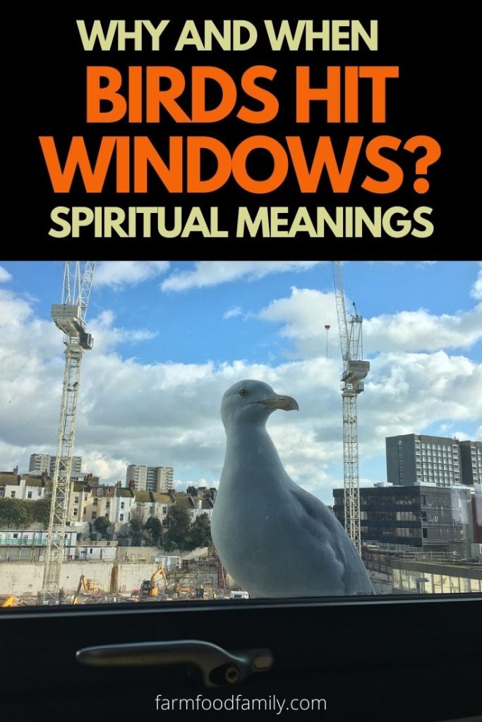 why and when birds hit windows