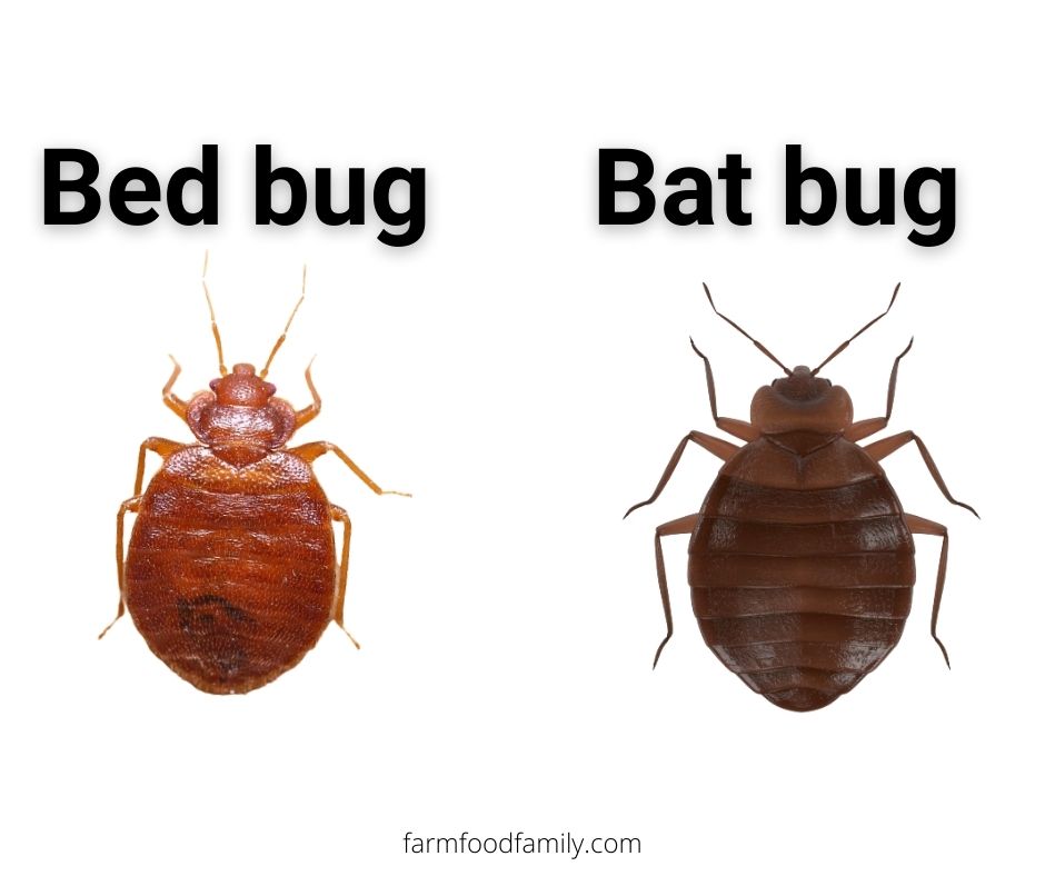 Bed bug vs Bat bugs
