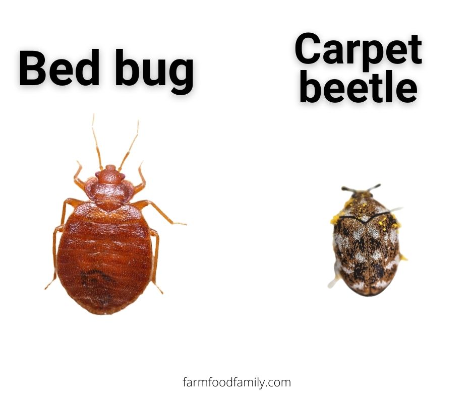 Bed bugs vs Carpet beetles