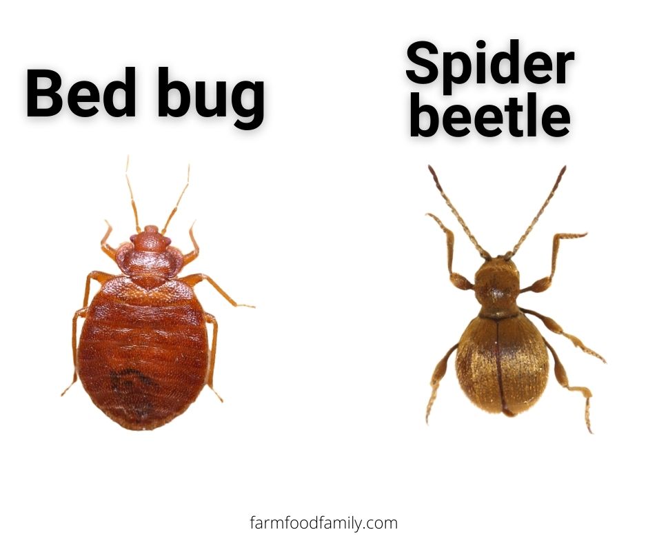 Bed bugs vs Spider beetles