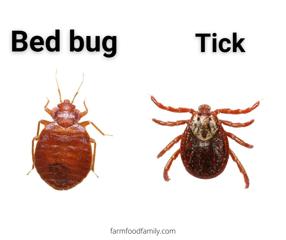 Bed bugs vs Ticks