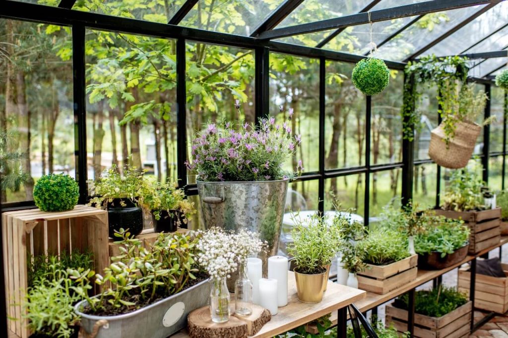 grow flowers in greenhouse
