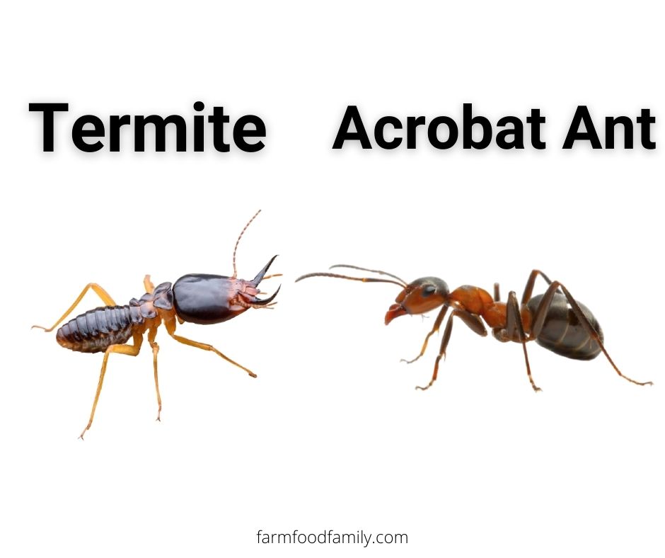 Termites vs Acrobat Ants