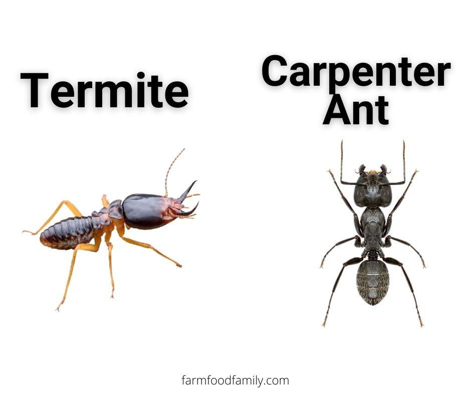 Termites vs Carpenter Ants