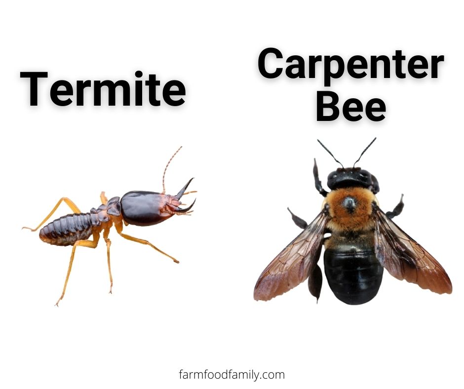Termites vs Carpenter Bees