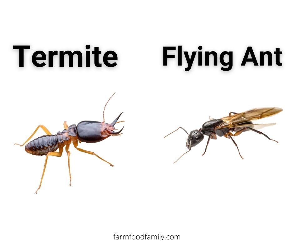 Termites vs flying ants