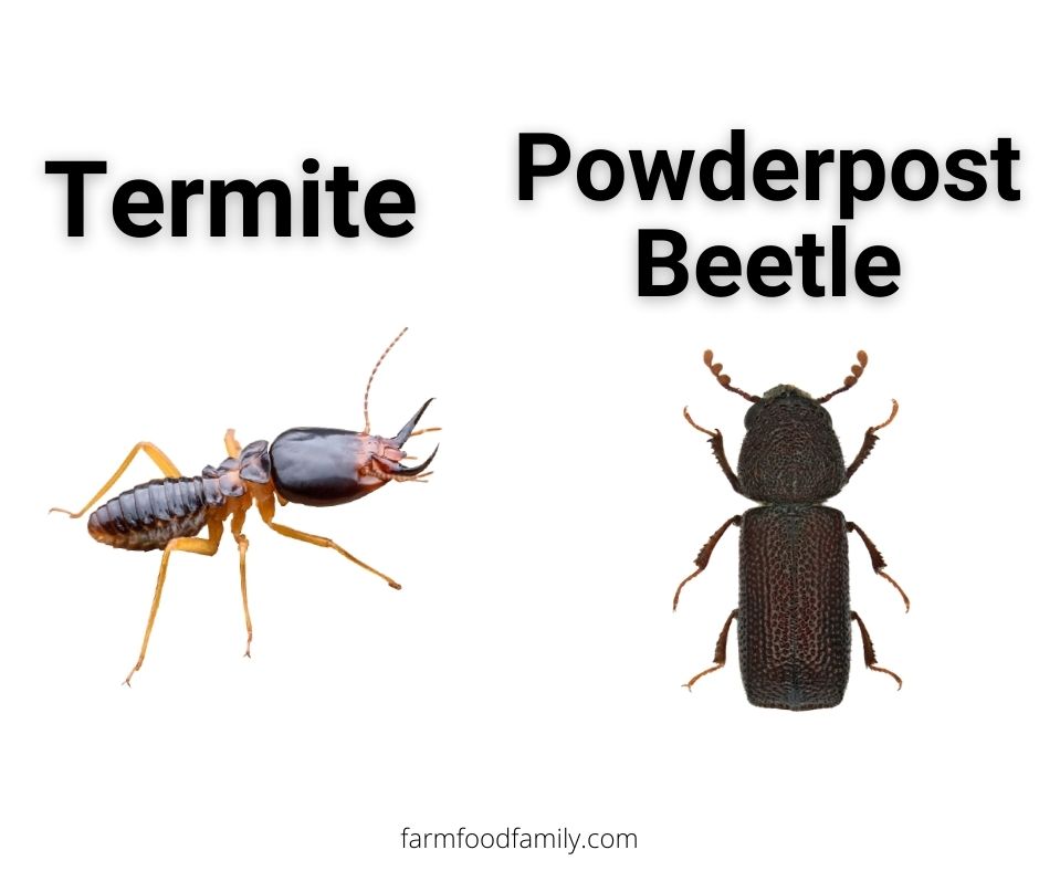 Termites vs Powderpost Beetles