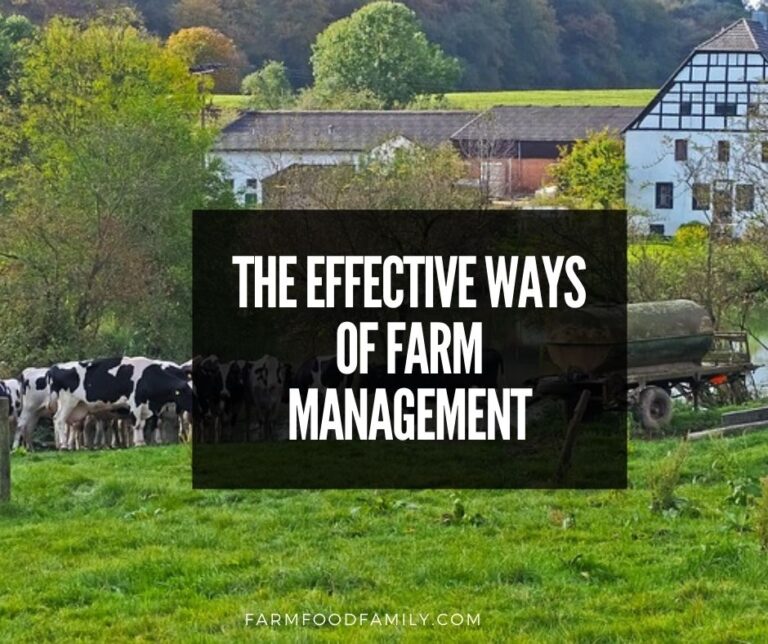 The Effective Ways Of Farm Management